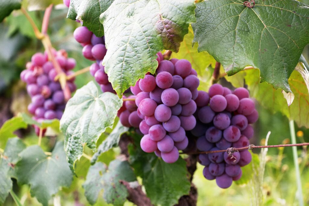 Regenerative agriculture: restoring the earth, nourishing the future