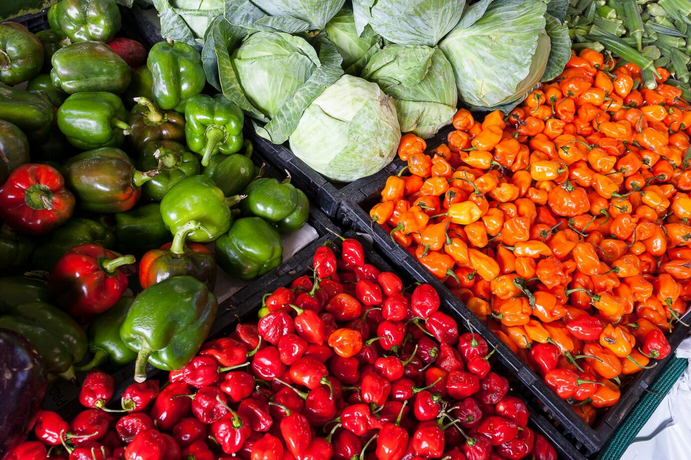 plant-powered cuisine