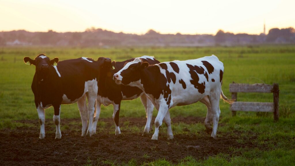 The ethical compass of veganism: navigating the moral argument for animal rights