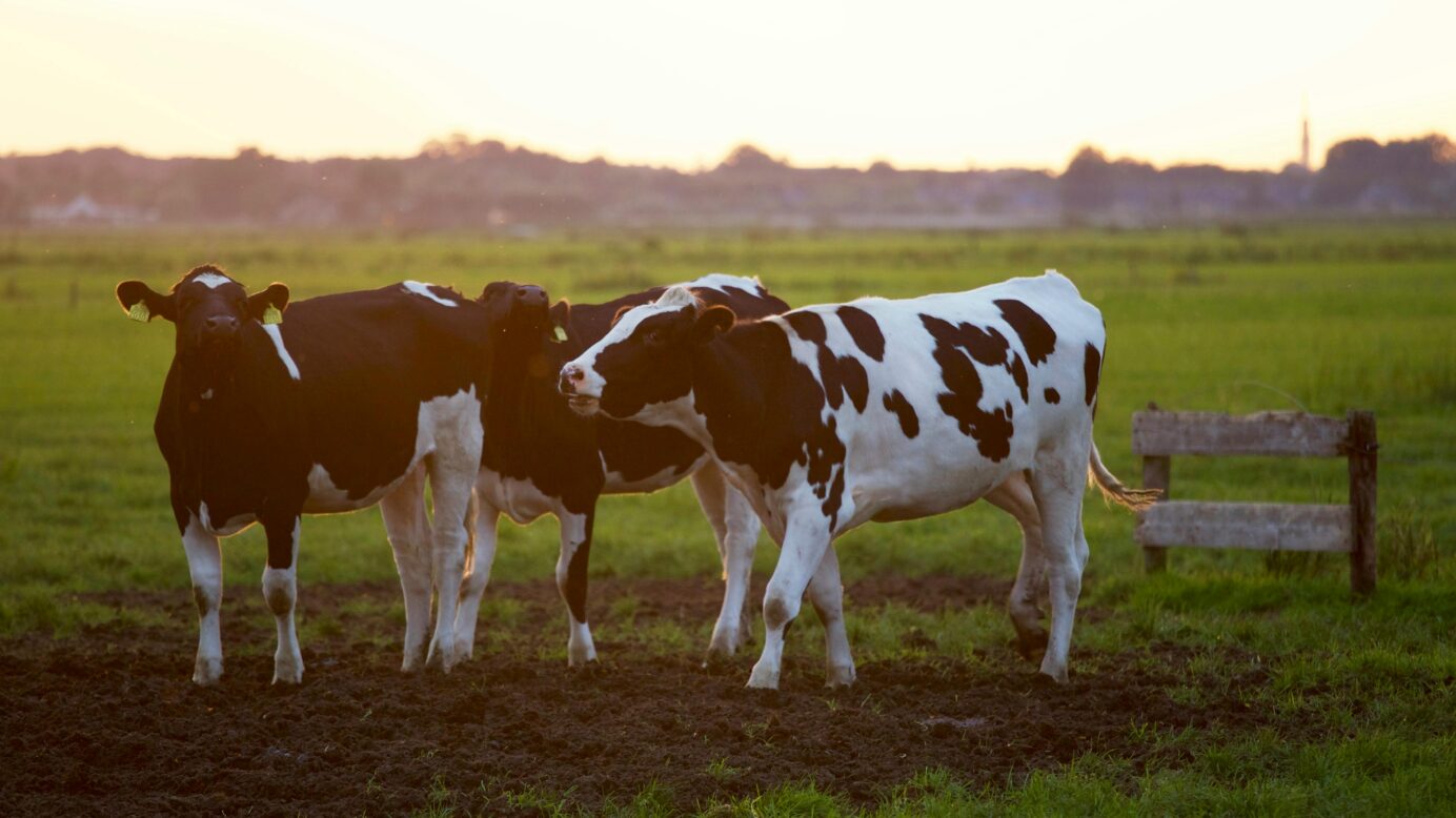 ethical compass of veganism