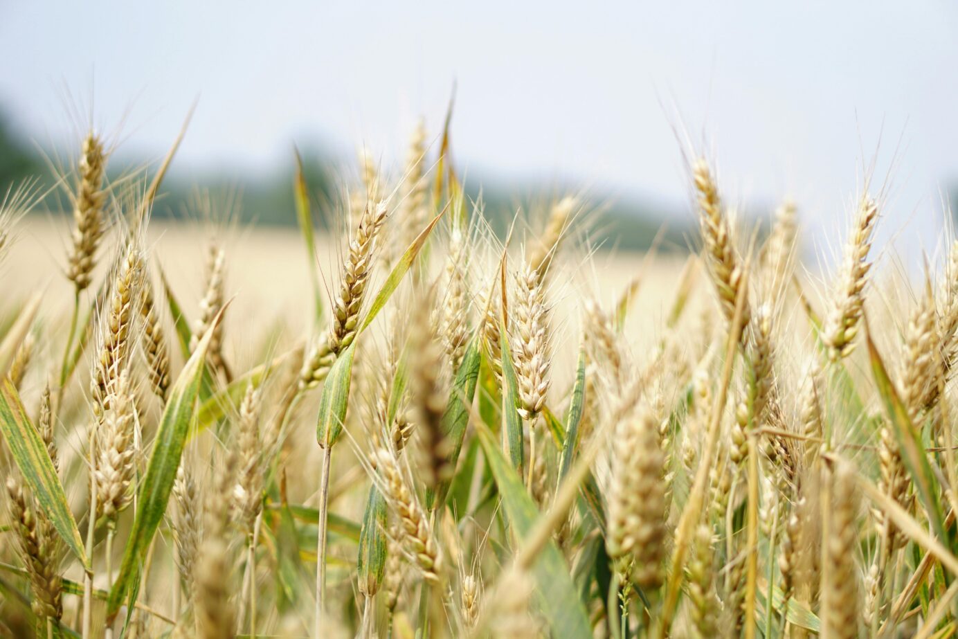 environmental impact of animal agriculture